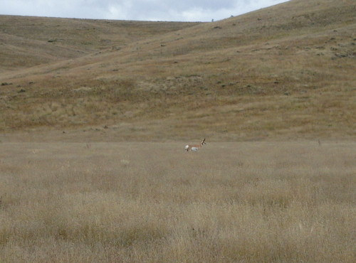 GDMBR: Solo Antelope, probably a herd Centurion.